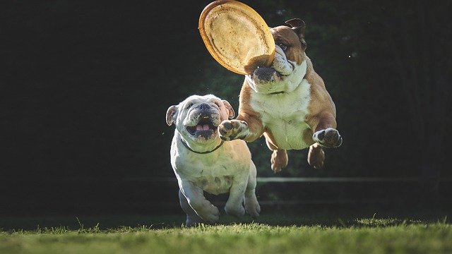 Old Dogs, New Tricks